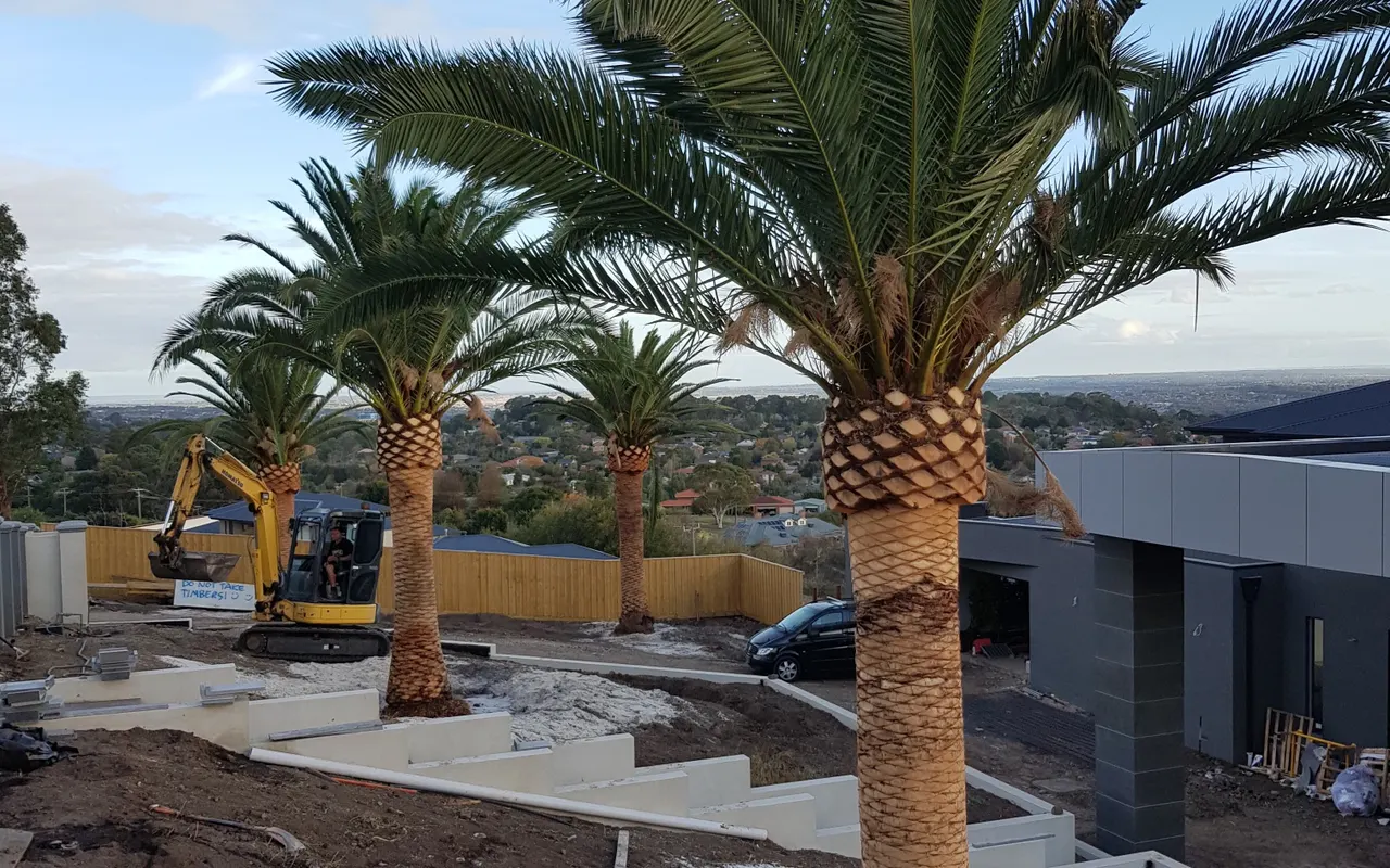 Palms set on a fresh cut, excavator still on site