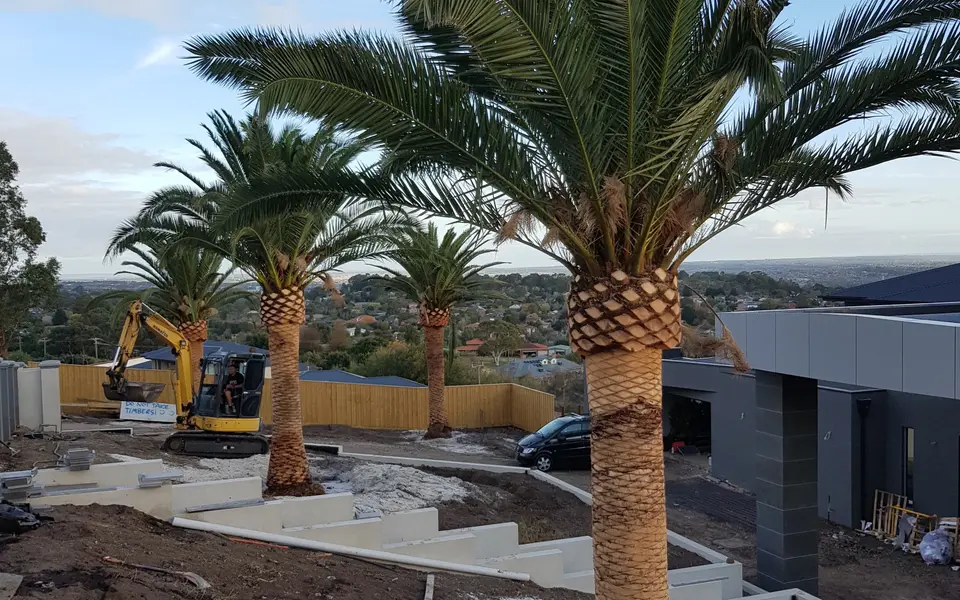 Palms set on a fresh cut, excavator still on site